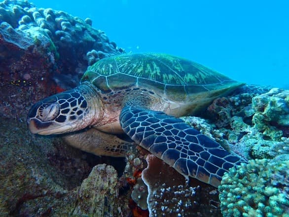 Diving in Komodo National Park