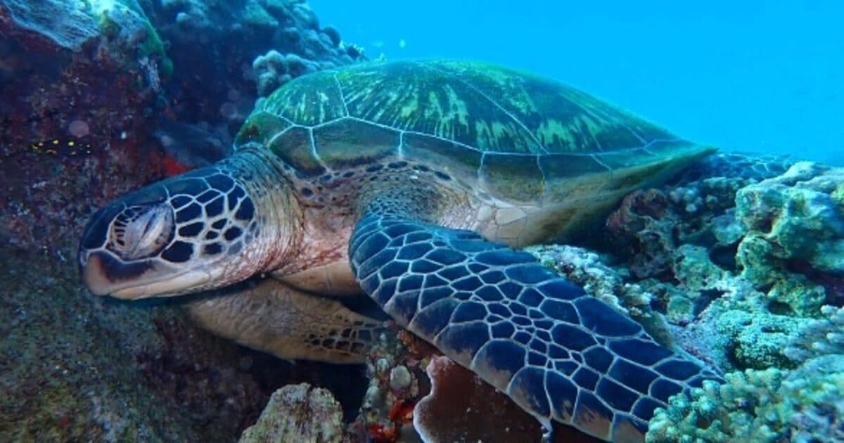 Diving in Komodo National Park